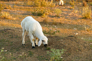a lamb grazing at sunset,close-up a newborn lamb,
