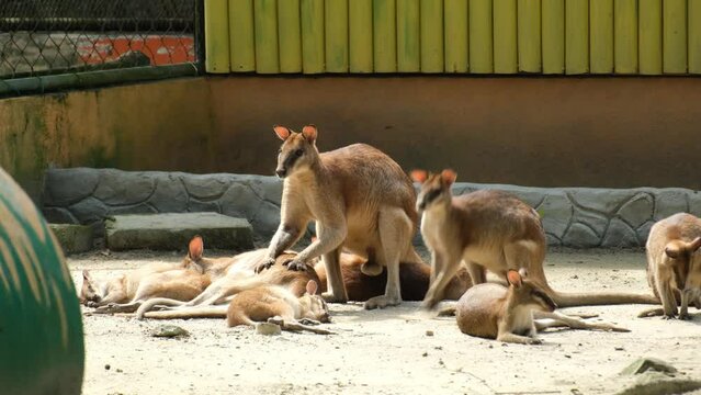 A handheld footage of wallabies activity at their habitat