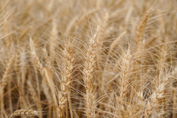 Fototapeta premium close-up dried wheat plant ready to be harvested,dry wheat ears,wheat ears,