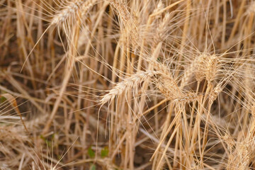 close-up dried wheat plant ready to be harvested,dry wheat ears,wheat ears,