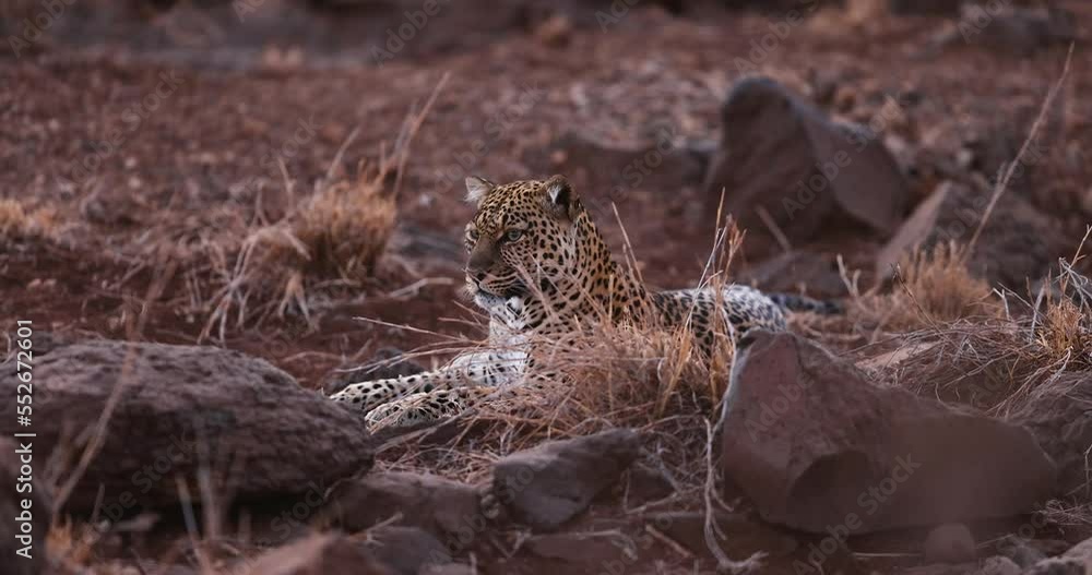 Canvas Prints a leopard is resting in the savannah in kenya