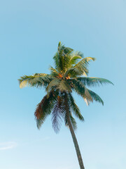 Fototapeta na wymiar Low Angle View Of Palm Tree Against Blue Sky