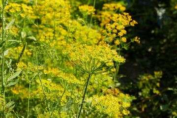 yellow dill plant flower,close-up dill plant,