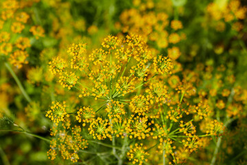 Obraz premium yellow dill plant flower,close-up dill plant,