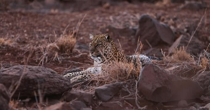 A leopard is resting in the savannah in Kenya