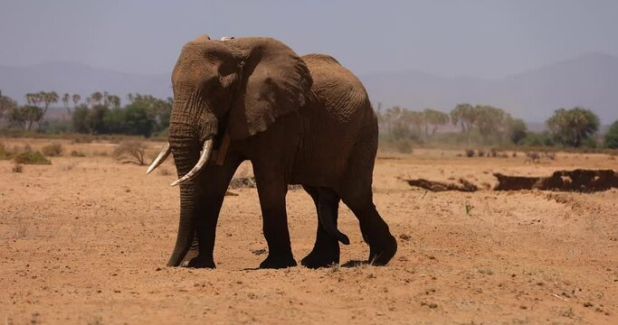 An elephant family walks in the savannah