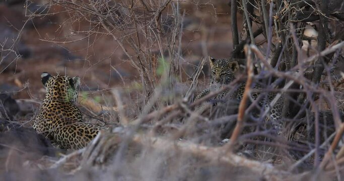 A leopard and her baby are resting in the savannah in Kenya