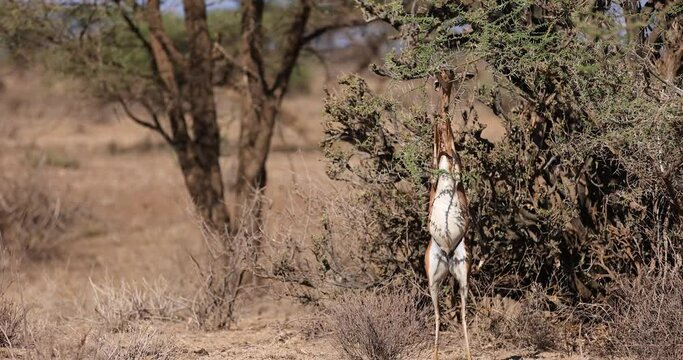 A gerenuk eats the branches of a tree in Kenya