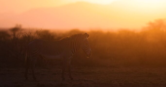 Grevy's zebras walking in the savannah in Kenya