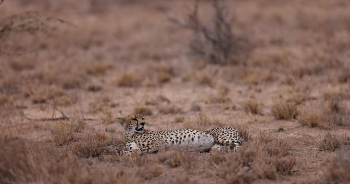 A cheetah is resting in the savannah