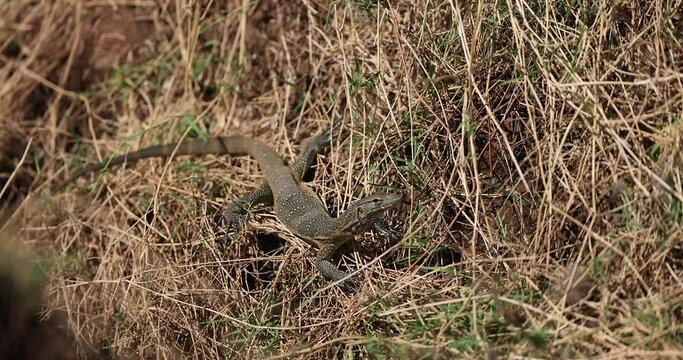 A big lizard hides in the savannah in Kenya