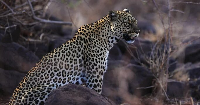A leopard is resting in the savannah in Kenya