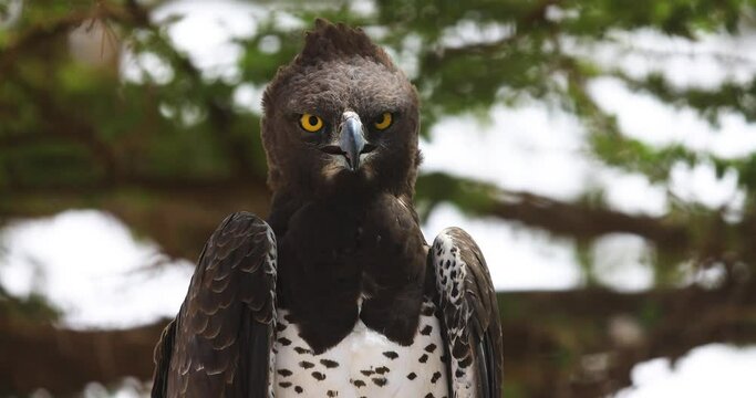 Portrait a martial eagle resting in a tree