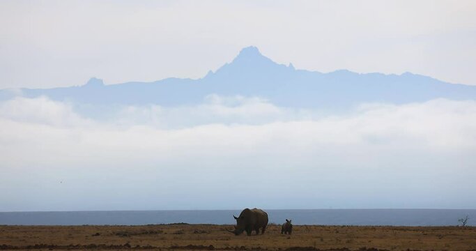 A white rhinoceros and her calf walk in the savannah with Mount Kenya in the background, Kenya.