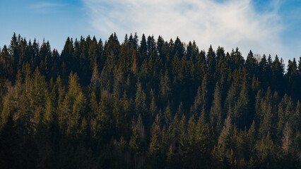 The tops of the evergreen Carpathian Ukrainian forests.