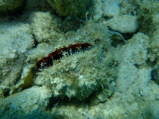 European thorny oyster or spinous scallop,  thorny oyster (Spondylus gaederopus) undersea, Aegean Sea, Greece, Thasos island