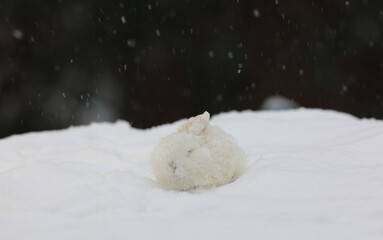 little white rabbit in the snow