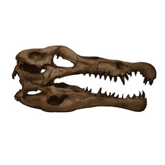 Spinosaurus Dinosaur Skull Digital Art By Winters860 Isolated, Transparent Background © Winters860