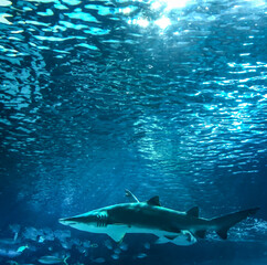 shark underwater