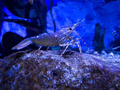 Mudbug Side View Mudbug Bilder – Durchsuchen 99,843 Archivfotos, Vektorgrafiken und ...