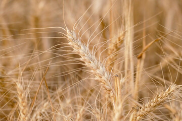 close-up dried wheat plant ready to be harvested,dry wheat ears,wheat ears,