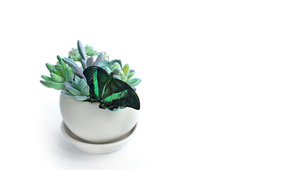 succulent plant in pot and green butterfly Papilio palinurus on abstract white background. Relax, harmony of nature. inspiration composition. dreamy artistic image. copy space. element for design