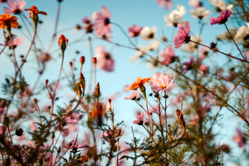 Cosmea Blumenwiese