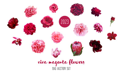Trendy magenta flowers vector design big set. Hot pink roses, ranunculus, barbie pink peony, dahlia - obrazy, fototapety, plakaty