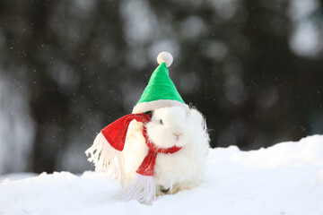Christmas, Santa Claus white rabbit in the snow