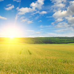 Green wheat field and bright sun rise.