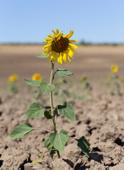 Rare shoots during a drought. Bad harvest. Sunflower Flower Blossom.