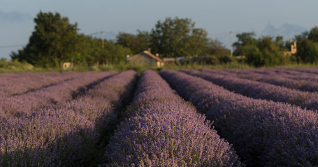 Flowering lavender. Field of blue flowers. Lavandula - flowering plants in the mint family, Lamiaceae.