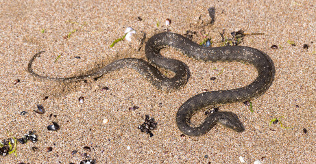 Natrix tessellata. The dice snake is a European non venomous snake belonging to the family Colubridae, subfamily Natricinae. The reptile lives on the sandy beach of the Black Sea.