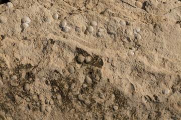 A stone from sedimentary rock with fossil Mollusks. Cockle (bivalve)  in the family Cardiidae.