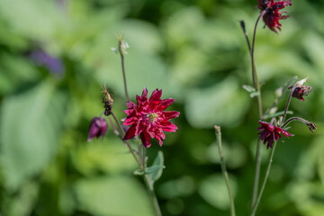 Aquilegia ex Bordeau Barlow is a columbine with double purple flowers