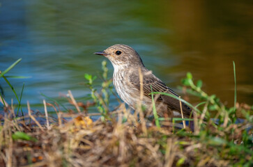 Bird Spotted flycatcher close-up on the background of a pond