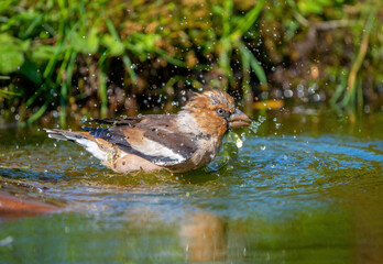 Hawfinch bird bathing standing in a pond close-up