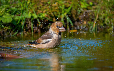 Hawfinch bird bathing standing in a pond close-up