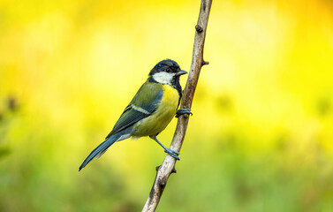 A young chickadee is sitting on a branch against the background of sun-drenched foliage
