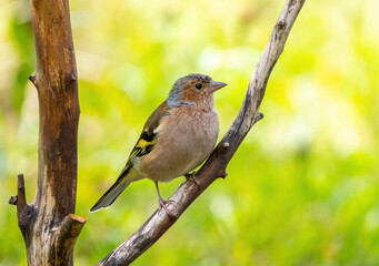 Common chaffinch bird sitting on a branch close-up