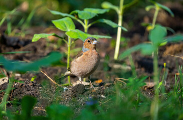Bird Common chaffinch close up