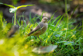 The Spotted flycatcher bird stands among the grass on the sunlit lawn