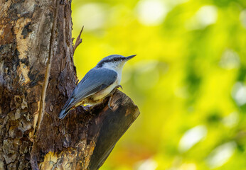 The Eurasian nuthatch bird sits on the branch of an old tree clutching the cracked bark with its claws