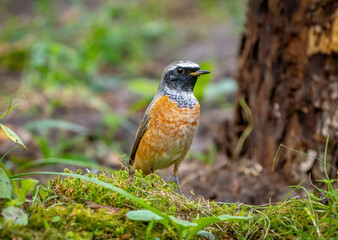 Bird male Common redstart among the grass close-up