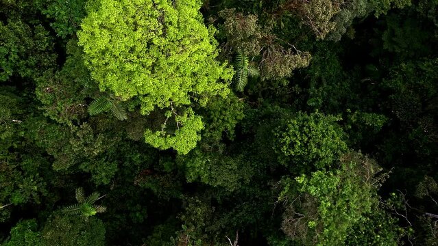 Close up of tree leaves, moving upwards to reveal a beautiful tree canopy of the Amazon rainforest