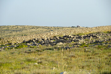 Landscape on the Croatian island of Pag with a green meadow and dry stone walls