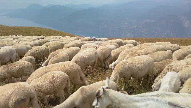 Grazing sheep and goats on a mountain top Monte Ba