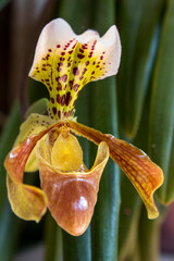 Acercamiento de orquídea. 