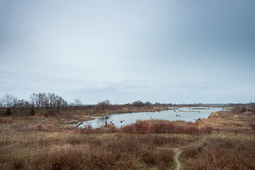 A desolate wetland with 2 Swans in the pond surounded by yellow bush on a overcast day