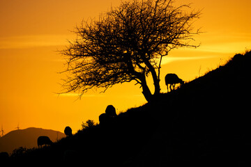 Fototapeta na wymiar sheep grazing on the steep slopes of the Nebrodi mountains in central Sicily, at sunset in front of a tree in full orange backlight